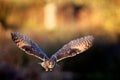 A long eared owl flying