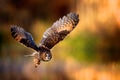 A long eared owl flying Royalty Free Stock Photo