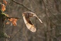 Long-eared owl flying away from a tree branch. Asio otus. Owl in the natural forest bacground.