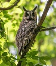 long eared owl in the forest Royalty Free Stock Photo