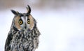 Long-eared Owl Head-shot Royalty Free Stock Photo