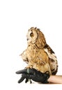 Long-eared Owl isolated on white Royalty Free Stock Photo