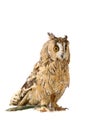 Long-eared Owl isolated on white Royalty Free Stock Photo