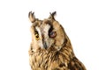 Long-eared Owl isolated on white Royalty Free Stock Photo