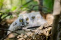 Long-eared Owl Little chicks in the nest Royalty Free Stock Photo