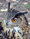Portrait of a long-eared owl Royalty Free Stock Photo