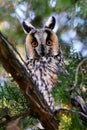 Long-eared owl in natural habitat (Asio otus)