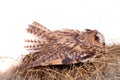 Long-eared Owl nesting isolated on white Royalty Free Stock Photo