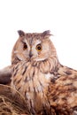 Long-eared Owl nesting isolated on white Royalty Free Stock Photo