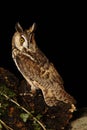 Long eared Owl Royalty Free Stock Photo