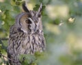 long-eared-owl posing between leaves in saxony Royalty Free Stock Photo