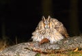 Long eared owl ruffled Royalty Free Stock Photo