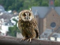 Long-eared owl in the center of falconry