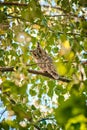 Long-eared owl sitting in a birch tree