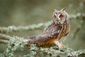 Long-eared Owl sitting on branch in fallen larch forest during autumn. Owl in nature wood nature habitat. Bird sitting on the tree Royalty Free Stock Photo