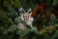 Long-eared Owl sitting on the branch in the fallen larch forest during autumn. Owl hidden in the forest. Wildlife scene from the n Royalty Free Stock Photo