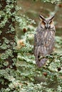 Long-eared Owl sitting on the branch in the fallen larch forest during autumn. Owl in nature wood nature habitat. Bird sitting on Royalty Free Stock Photo