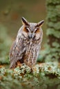 Long-eared Owl sitting on the branch in the fallen larch forest during autumn. Owl in nature wood nature habitat. Bird sitting on Royalty Free Stock Photo