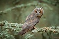 Long-eared Owl sitting on branch in fallen larch forest during autumn. Owl in nature wood nature habitat. Bird sitting on the tree Royalty Free Stock Photo