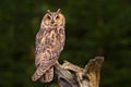 Long-eared Owl sitting on the branch in the fallen larch forest during dark day. Owl hidden in the forest. Wildlife scene from the