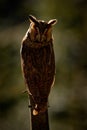 Long-eared Owl sitting on the branch in the fallen larch forest during dark day. Owl hidden in the forest. Wildlife scene from the Royalty Free Stock Photo