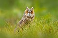 Long-eared Owl sitting in green vegetation in the fallen larch forest during dark day. Wildlife scene from the nature habitat.  Fa Royalty Free Stock Photo