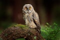 Long-eared Owl sitting in green vegetation in the fallen larch forest during dark day. Wildlife scene from the nature habitat. Royalty Free Stock Photo