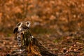 Long-eared owl land to stump in the brown forest in autumn Royalty Free Stock Photo