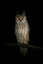 Long-eared owl sitting at night