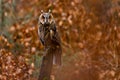 Long-eared owl sitting on the stump in the brown forest in autumn