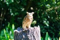 Long-eared Owl on a tree stump