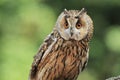 Long-eared owl Royalty Free Stock Photo