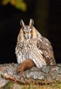 Long eared owl with weasel Royalty Free Stock Photo