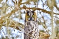 Long-eared Owl in the wild Royalty Free Stock Photo