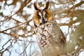 Long-eared Owl in the wild