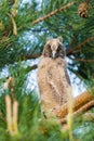 Long-eared Owl, young bird sitting on a branch Royalty Free Stock Photo