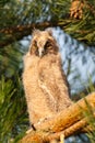 Long-eared Owl, young bird sitting on a branch at sunset Royalty Free Stock Photo