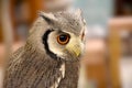 Long eared or striped owl Royalty Free Stock Photo