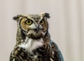 Long Earred Owl Asio Otus portrait