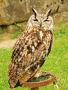 Long eared owl sat on display 