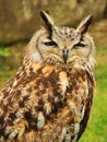 Close up of face of the Long eared owl