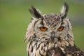 Long earred Owl