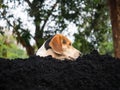 Long ears dog Black and brown play On the pile Black clay Natural tree background