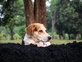 Long ears dog Black and brown play On the pile Black clay Natural tree background