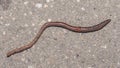 Long earth worm on asphalt road macro, selective focus, shallow DOF Royalty Free Stock Photo