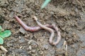 A long earthworm crawls on wet ground