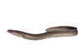 Long eel Royalty Free Stock Photo