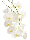 Long elegant branches of white romantic orchids Royalty Free Stock Photo