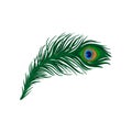 Long emerald-green feather of peacock. Plumage of beautiful wild bird. Detailed flat vector element for poster, book or Royalty Free Stock Photo