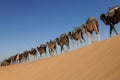 Long caravan of camels dromedary against blue sky, at Erg Chebbi in Merzouga, Morocco Royalty Free Stock Photo